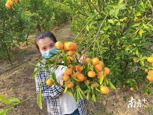 惠城蘆洲90后扶貧專干變身“網紅主播”，直播帶貨助力農副產品暢銷