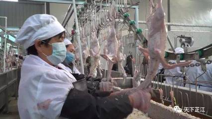 明友食品 年屠宰300萬羽芷江鴨項目投產，填補白條鴨市場空白，助力農副產品銷售升級
